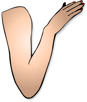 Flexing Arm Png - Girl Arm Clipart, Transparent Png PNG