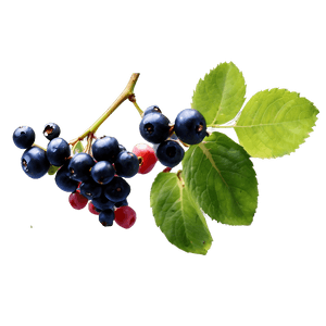 Berries on Vine PNG 06122024 PNG with transparent background