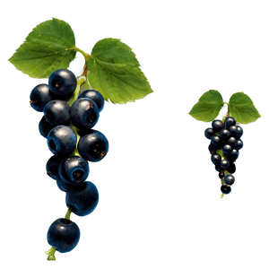 Berries on Vine PNG eld55 PNG with transparent background