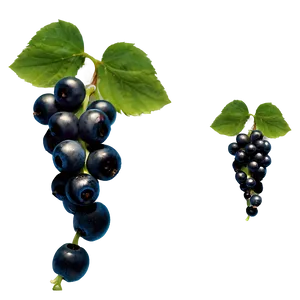 Berries On Vine Png Eld55 PNG Image