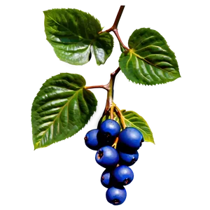 Berries On Vine Png Sva PNG Image