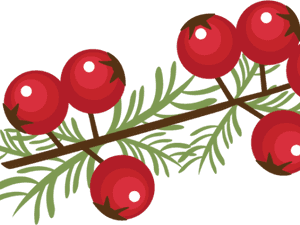 Berry Clipart Winter - Christmas Red Berries Clipart, HD Png Download PNG image with transparent background