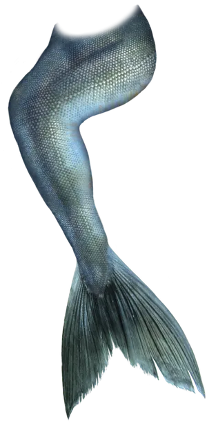 Betta Fish Tail Closeup.png PNG Image