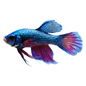 Betta Fish Transparent Background Png 59 PNG Image