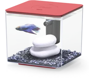 Betta Fishin Modern Aquarium PNG Image