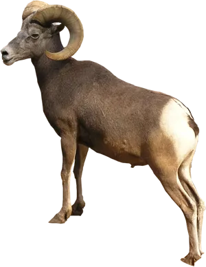 Bighorn Sheep Standing Profile PNG Image