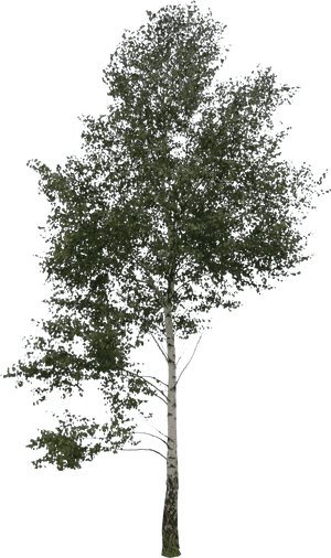 Birch Branch Png, Transparent Png PNG with transparent background