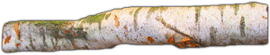 Birch Tree Branch Texture PNG image with transparent background