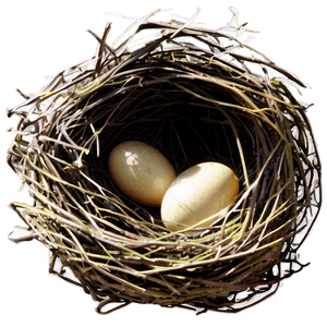 Bird Nest Illustration PNG nbb PNG