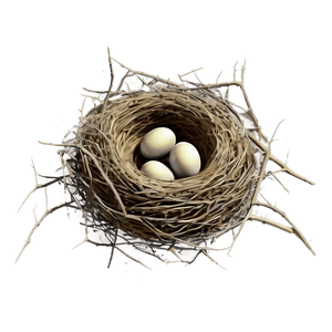 Bird Nest Illustration PNG ump PNG