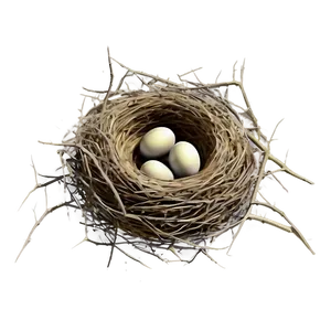 Bird Nest Illustration Png Ump PNG Image