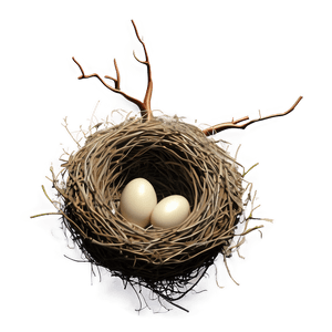 Bird Nest in Tree PNG kmw93 PNG