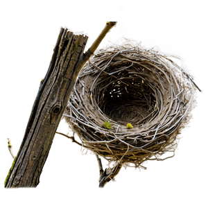 Bird Nest in Tree PNG xch PNG