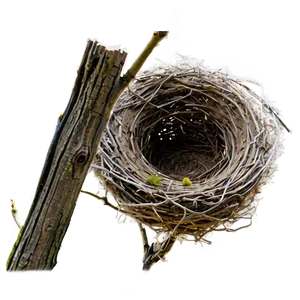 Bird Nest In Tree Png Xch PNG Image