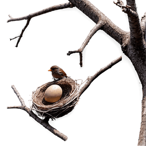 Bird Nest on Branch PNG 67 PNG