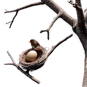 Bird Nest On Branch Png 67 PNG Image