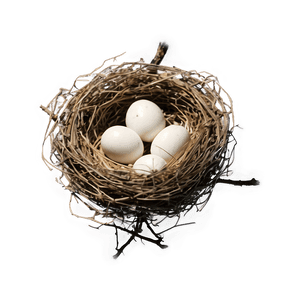 Bird Nest on Branch PNG ppn PNG