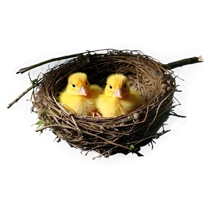 Bird Nest With Chicks Png 06212024 PNG Image