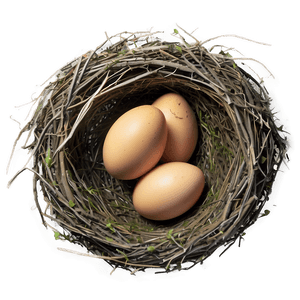 Bird Nest with Eggs PNG shg74 PNG