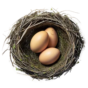 Bird Nest With Eggs Png Shg74 PNG Image