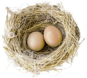 Bird Nest Png Image - Nest Transparent Background, Png Download PNG with transparent background