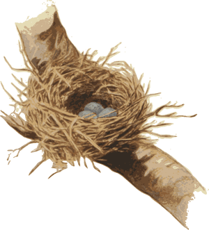 Nest,bird Nest,plant - Root, HD Png Download PNG