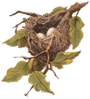 Nest On A Tree Png - Bird Nest Clip Art, Transparent Png PNG with transparent background