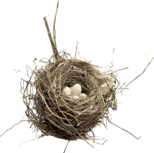 Bird Nest Transparent , Png Download - Birds Nest Transparent Background, Png Download PNG
