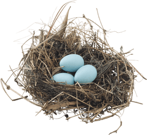 Bestnest Promo Code, HD Png Download PNG