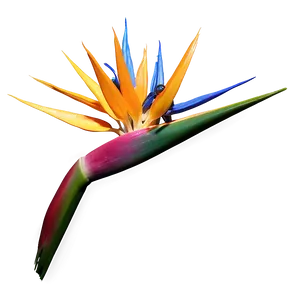 Bird Of Paradise 3d Render Png 66 PNG Image