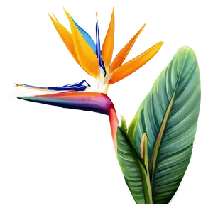 Bird Of Paradise Botanical Print Png 60 PNG Image