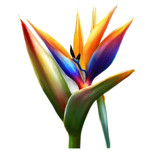 Bird Of Paradise Flower Png 06212024 PNG Image