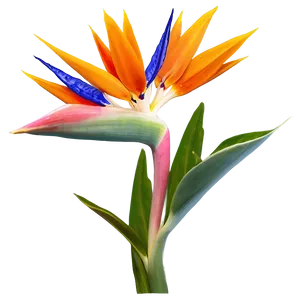 Bird Of Paradise Flower Png 18 PNG Image