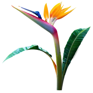 Bird Of Paradise Garden Png 06212024 PNG Image