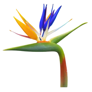 Bird Of Paradise In Bloom Png Uji10 PNG Image