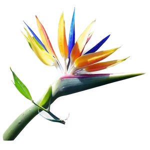 Bird Of Paradise Photography Png Aew69 PNG Image