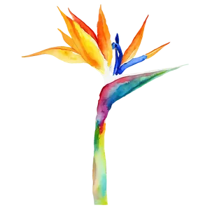 Bird Of Paradise Watercolor Png 25 PNG Image