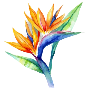 Bird Of Paradise Watercolor Png Aeg24 PNG Image