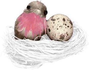 #bird #nest #egg #freetoedit - Bird Nest, HD Png Download PNG
