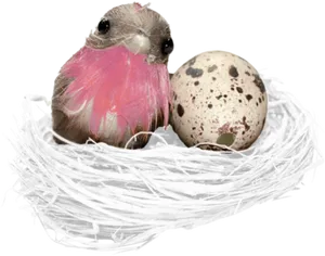 Birdand Eggin Nest PNG Image