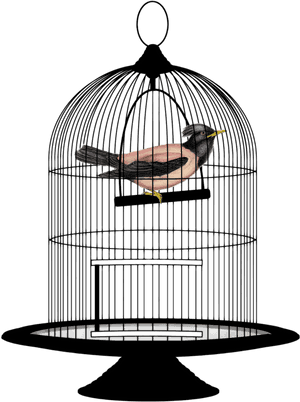 Bird In A Cage Png, Transparent Png PNG with transparent background