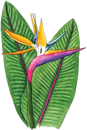 Birdof Paradise Flower Illustration PNG Image