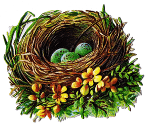Transparent Nest Clipart - Printable Images Of Bird Nests, HD Png Download PNG with transparent background