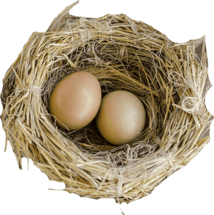 Nest Png - Bird Nest, Transparent Png PNG with transparent background