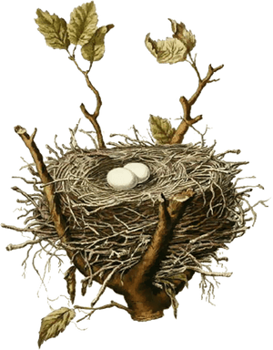 Easy Free Pictures Of Birds Nests Bird Nest House Sparrow - Vintage Bird Nest Illustration, HD Png Download PNG with transparent background