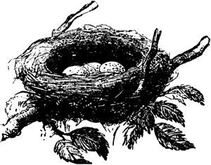 Bird Nest Nest Outline Clipart, HD Png Download PNG