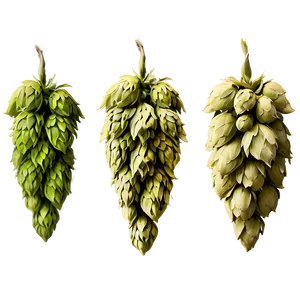 Bitter Hops Variety Png Tih PNG Image