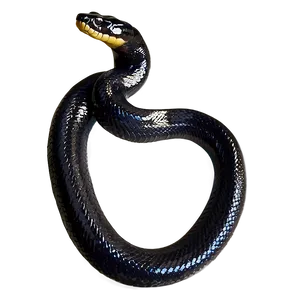 Black Anaconda Snake Png Wva1 PNG Image