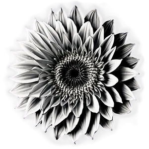 Black And White Bloom Png 42 PNG Image