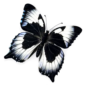 Black And White Butterfly Png Pfc81 PNG Image